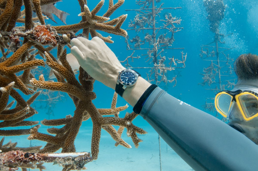 ORIS Staghorn Restoration Limited Edition ORIS Staghorn Restoration Limited Edition