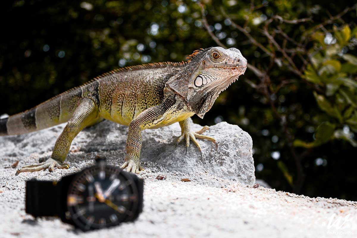 Ulysse Nardin Announces The New Diver Lemon Shark And An Initiative To